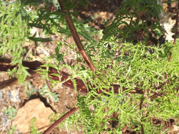 לוענית יריחו  צולם על ידי מימי רון 