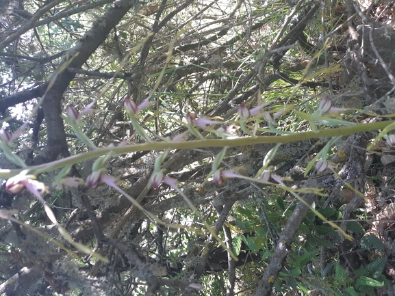 רצועית הגליל  צולם על ידי שי קורן 