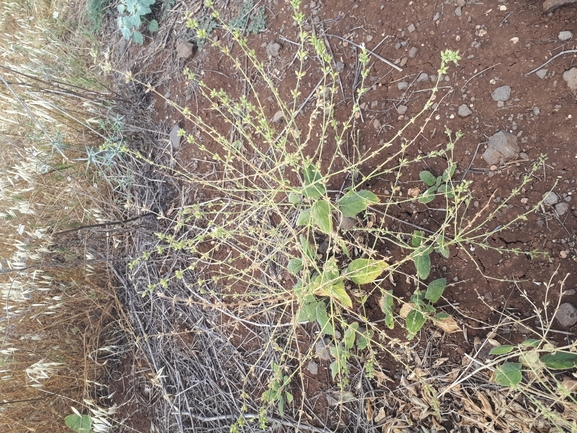 מרווה סורית  צולם על ידי מימי רון 