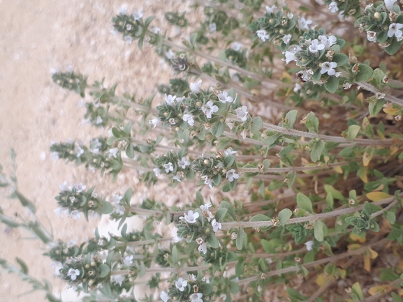 בת-קורנית הערבות  צולם על ידי מימי רון 