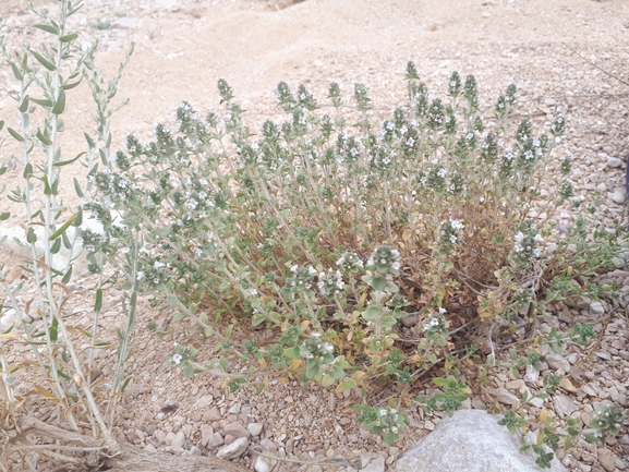 בת-קורנית הערבות  צולם על ידי מימי רון 