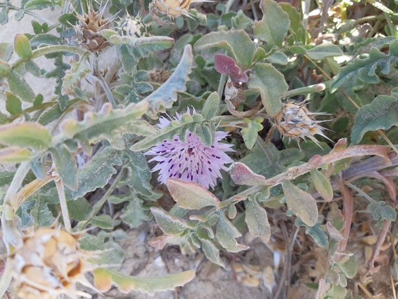 דרדר נמוך  צולם על ידי דותן רותם 