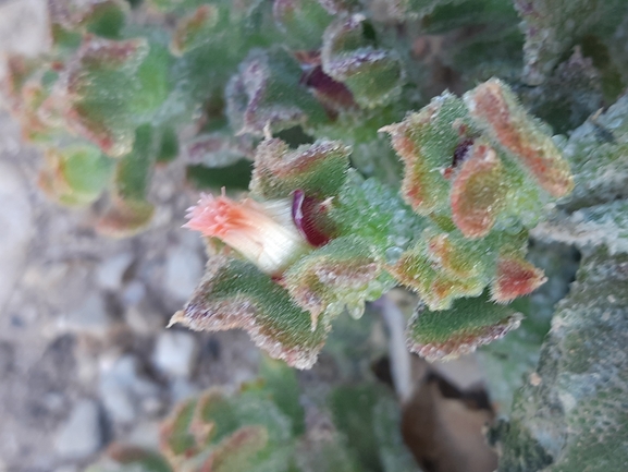 Crystalline Iceplant, Diamond Ficoides  photographed by Dotan Rotem 