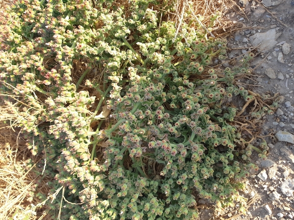 Crystalline Iceplant, Diamond Ficoides  photographed by Dotan Rotem 