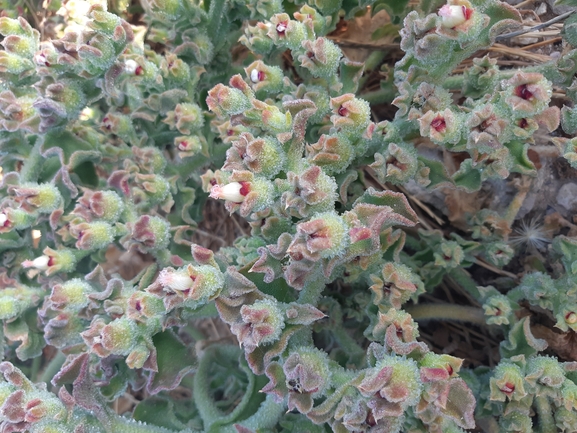 Crystalline Iceplant, Diamond Ficoides  photographed by Dotan Rotem 