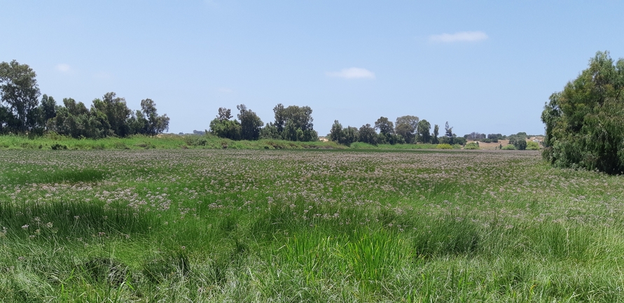 בוציץ סוככני  צולם על ידי אוהד מאס 