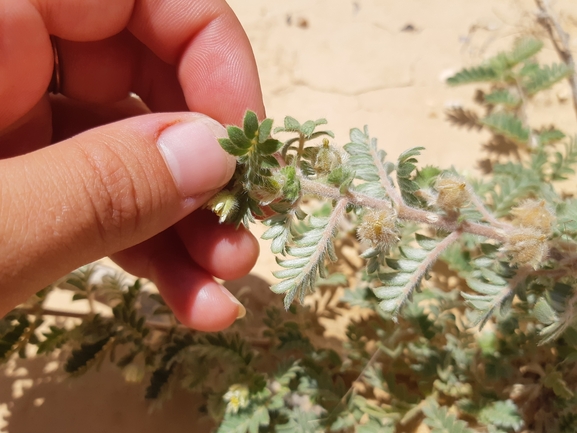 קוטב הערוצים  צולם על ידי זהבה סיגל 