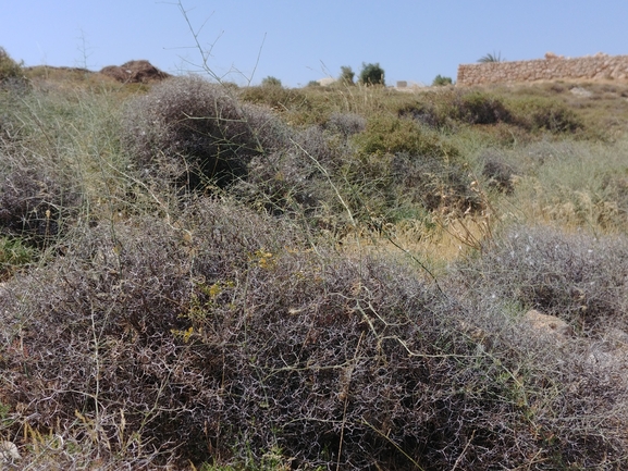 בר-דורבן הסירה  צולם על ידי דר בן-נתן 