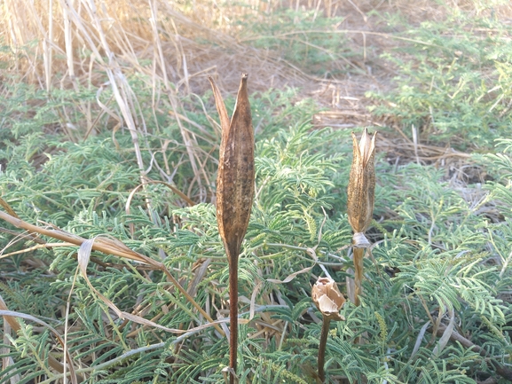 אירוס הביצות  צולם על ידי בר שמש 