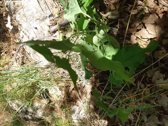 Rough Birthwort  photographed by Dotan Rotem 