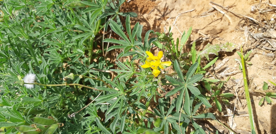 תורמוס צהוב  צולם על ידי עומרי בוכניק 