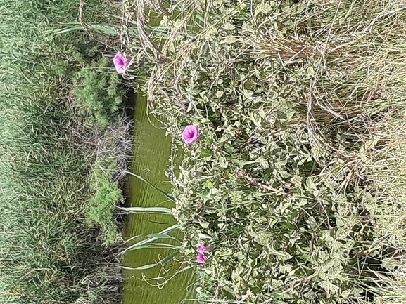 Salt-marsh Morning Glory  photographed by Dotan Rotem 