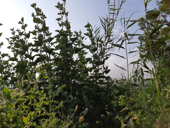 נטופית רפואית  צולם על ידי מרגרטה וולצ'אק 