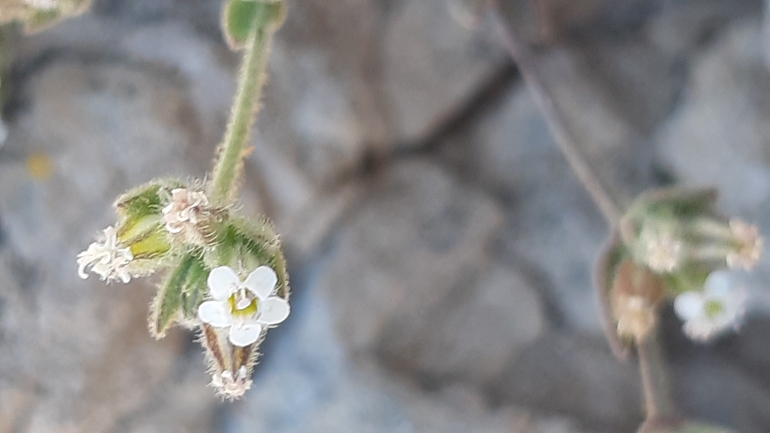 Hairy Bolanthus  photographed by עופרה פרידמן 