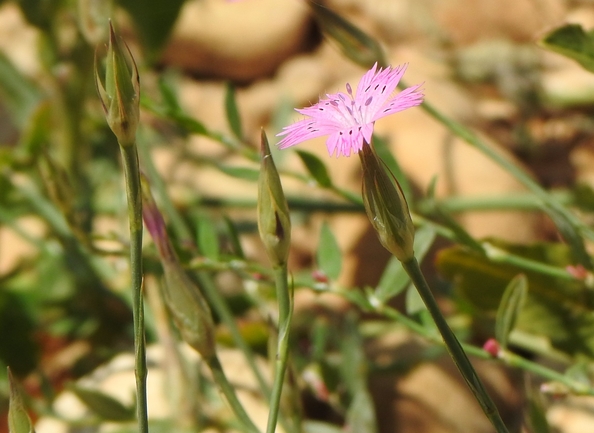 אירוס הגלבוע  צולם על ידי טליה אורון 