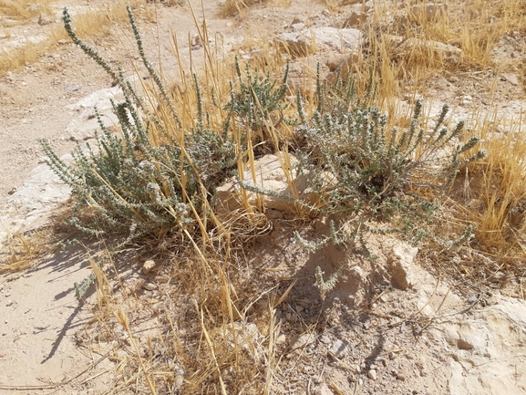 צתרה מדברית  צולם על ידי אסף מזרחי 