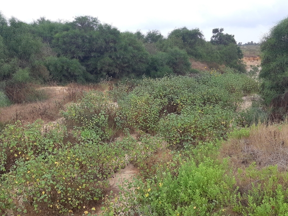 אירוס הגלבוע  צולם על ידי סיון מרדוק 