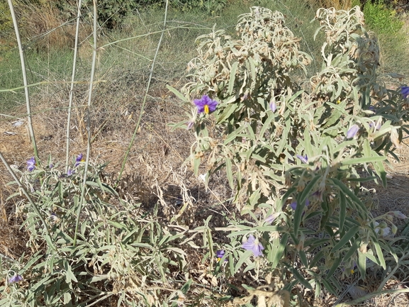 עירית נטויה  צולם על ידי אחיה טובי 