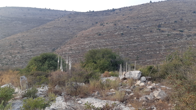 אירוס הגלבוע  צולם על ידי אריאל קדם 