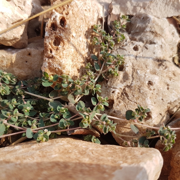 אירוס הגלבוע  צולם על ידי טליה אורון 