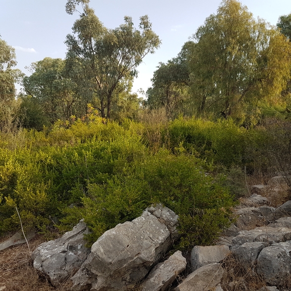 אירוס הגלבוע  צולם על ידי טליה אורון 