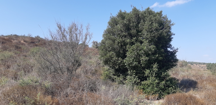 אירוס הגלבוע  צולם על ידי ליעד כהן 