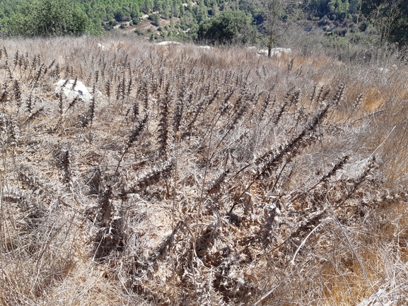 אירוס הגלבוע  צולם על ידי אורי אורבך 