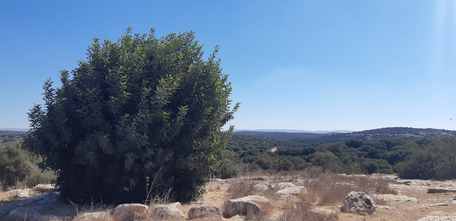 אירוס הגלבוע  צולם על ידי ליעד כהן 