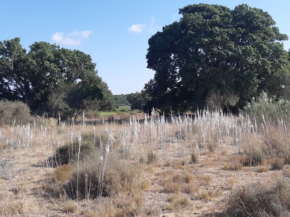 אירוס הגלבוע  צולם על ידי סיון מרדוק 