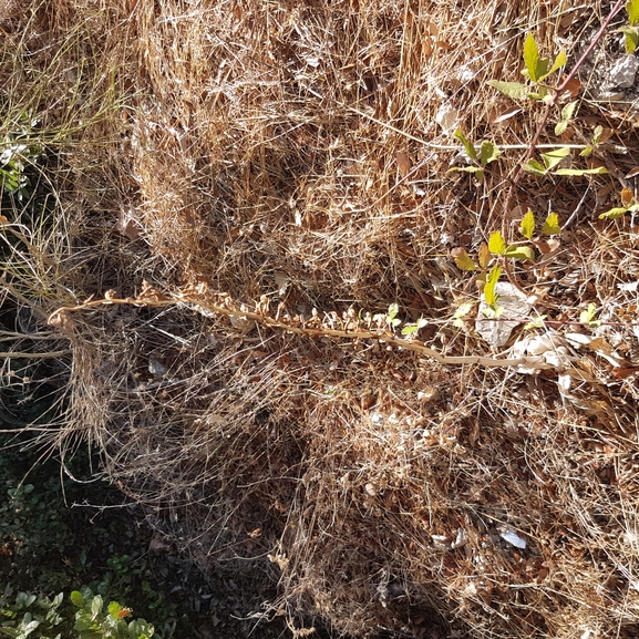 רצועית הגליל  צולם על ידי טליה אורון 