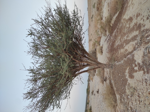 שקד רמון  צולם על ידי מימי רון 