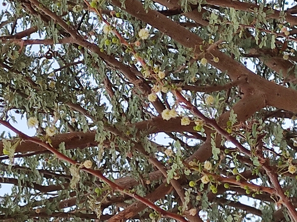 שקד רמון  צולם על ידי מימי רון 