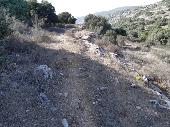 אירוס הגלבוע  צולם על ידי אורי אורבך 