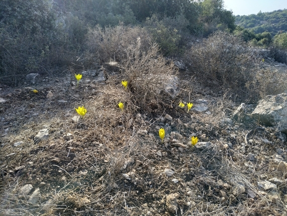 אירוס הגלבוע  צולם על ידי טל גרינוולד 