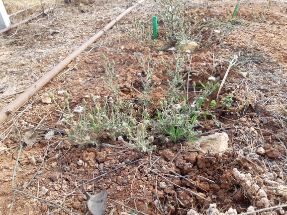 דוגון ירושלמי  צולם על ידי מרגרטה וולצ'אק 