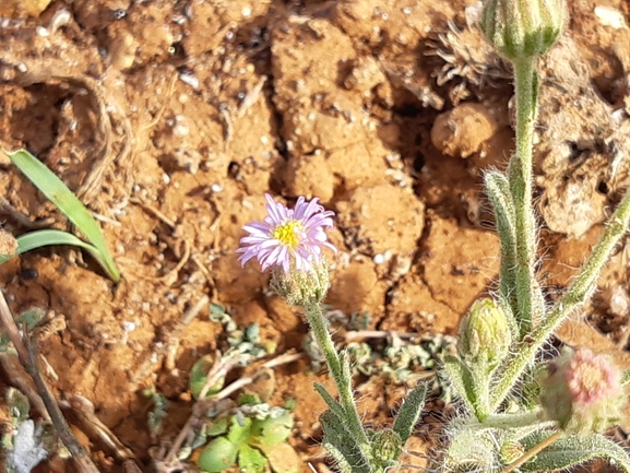 דוגון ירושלמי  צולם על ידי מרגרטה וולצ'אק 