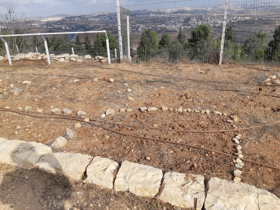 דמומית עבת-שיבולת  צולם על ידי מרגרטה וולצ'אק 