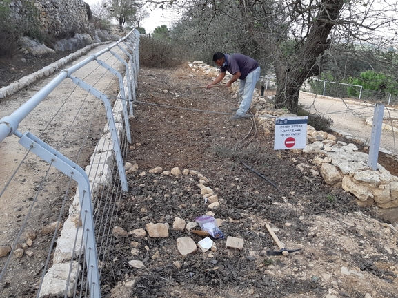 מניפנית גרוזית  צולם על ידי מרגרטה וולצ'אק 