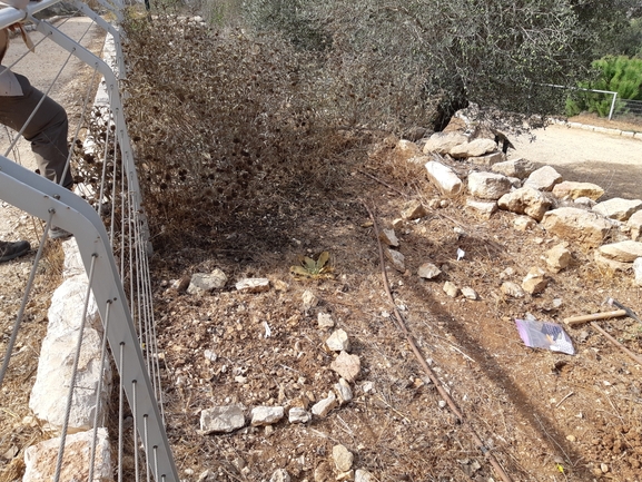 ציפורנית משוננת  צולם על ידי מרגרטה וולצ'אק 