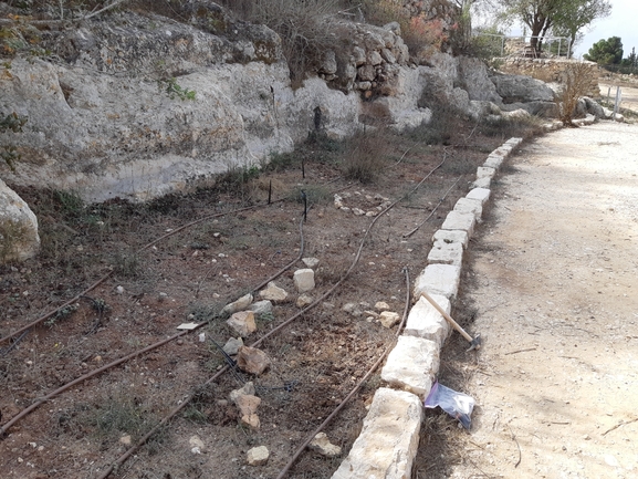 ציפורנית משוננת  צולם על ידי מרגרטה וולצ'אק 