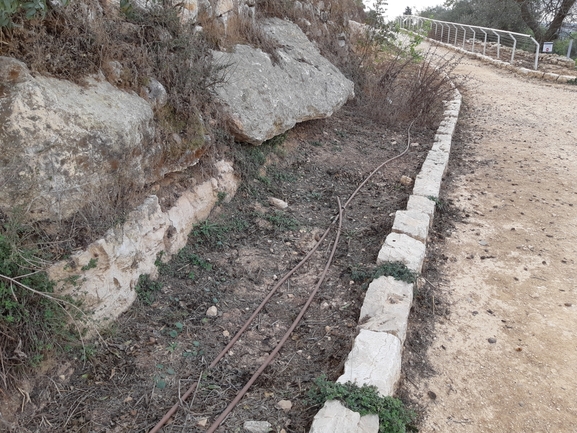 מרווה שסועה  צולם על ידי מרגרטה וולצ'אק 