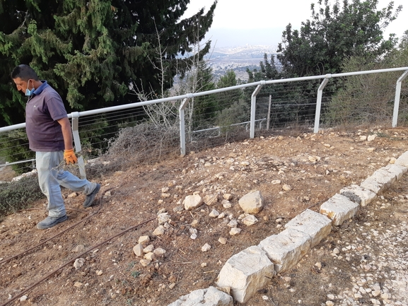 זקן-תיש צהוב  צולם על ידי מרגרטה וולצ'אק 