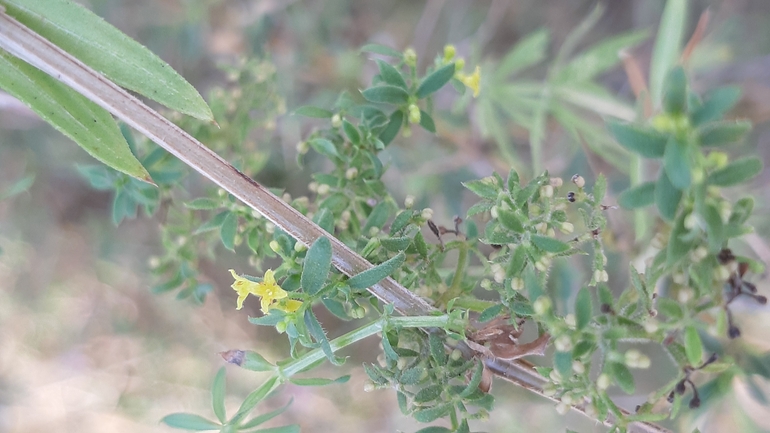 Procumbent Bedstraw  photographed by עופרה פרידמן 