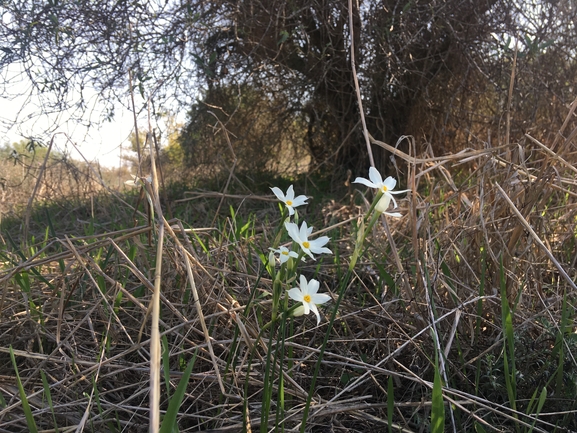 נרקיס סתווי  צולם על ידי בר שמש 