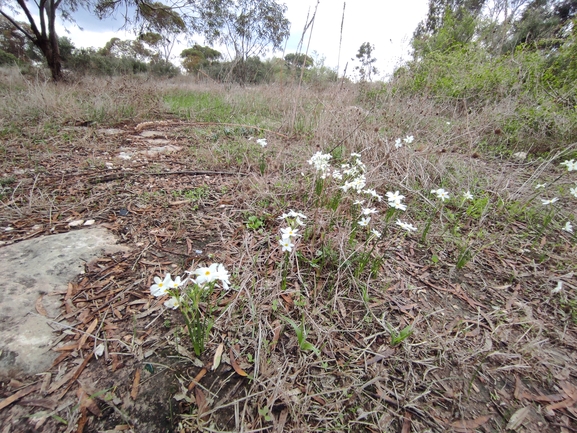 נרקיס סתווי  צולם על ידי מימי רון 