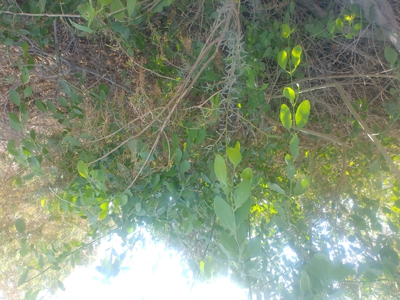 סלוודורה פרסית  צולם על ידי דר בן-נתן 