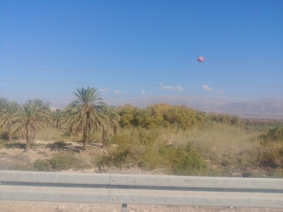 צפצפת הפרת  צולם על ידי דר בן-נתן 