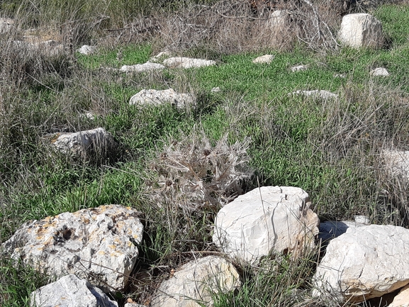 אירוס הגלבוע  צולם על ידי מרגרטה וולצ'אק 