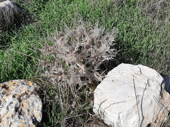 אירוס הגלבוע  צולם על ידי מרגרטה וולצ'אק 