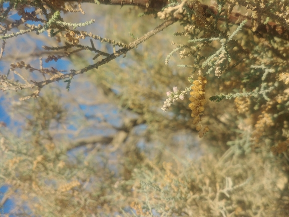 אשל מתנני  צולם על ידי דר בן-נתן 